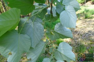 tilia tomentosa (2).jpg_product